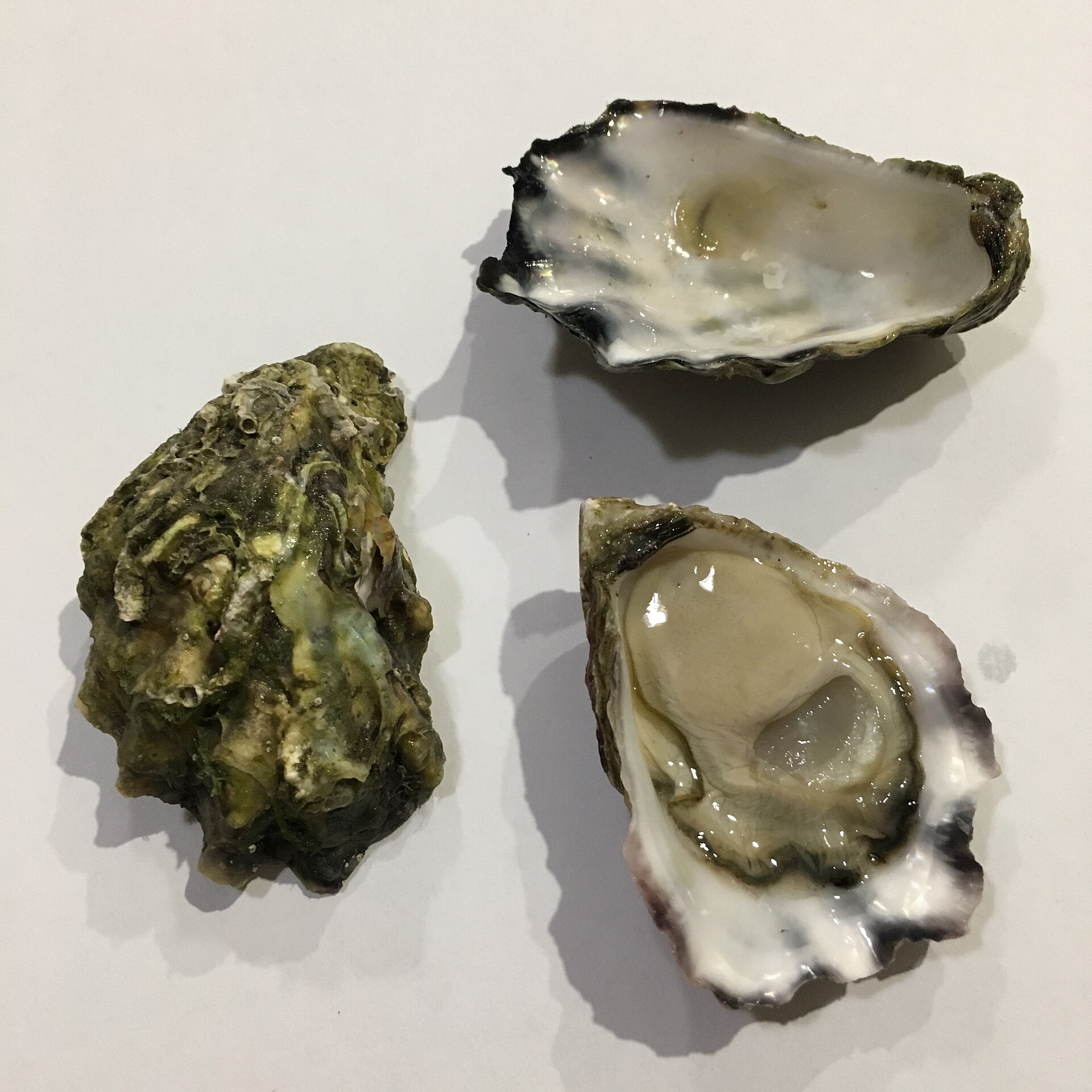 An opened Sydney rock oyster on the half shell next to two empty oyster shells